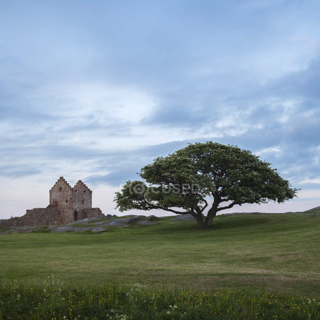Вид на крепость Хаммерсхус, зеленое поле и дерево, Борнхольм — стоковое фото