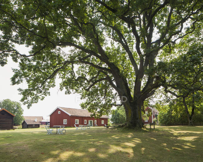 Большой дуб и фалу красные дома — стоковое фото