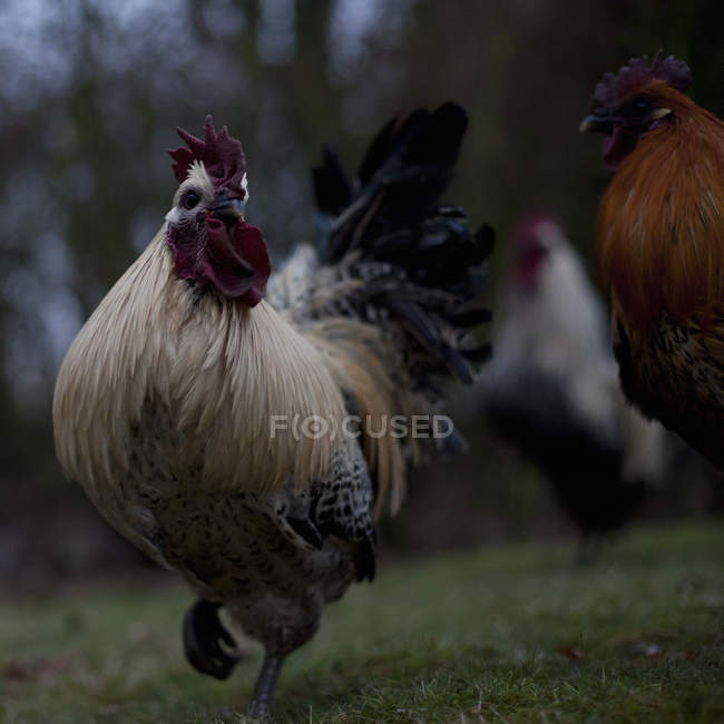 Close up of running roosters, square image — Stock Photo