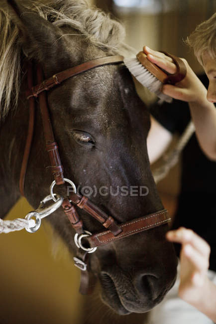 Девочка ухаживает за лошадью, избирательный фокус — стоковое фото