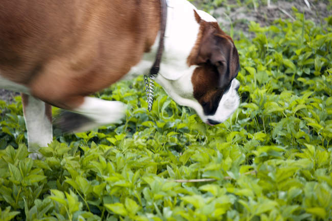 Boxer dog smelling green plants — Stock Photo