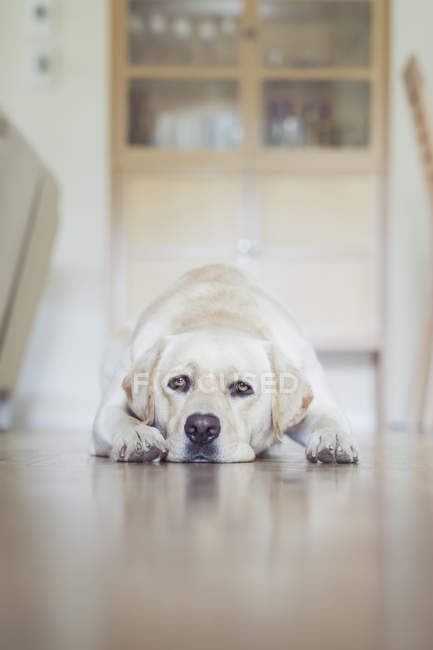 Bianco cane labrador sdraiato sul pavimento — Foto stock