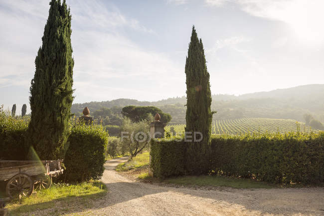 Vista panorámica del camino de tierra que conduce al viñedo - foto de stock