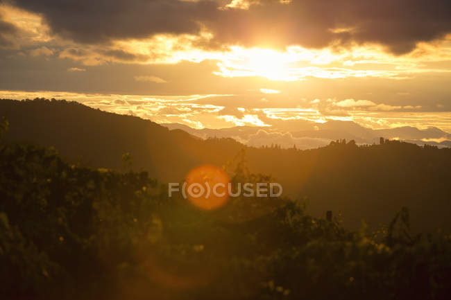 Scenic view of vineyard at sunset, lens flare — Stock Photo