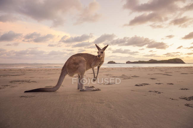 Kangourou debout sur la plage de sable au coucher du soleil — Photo de stock