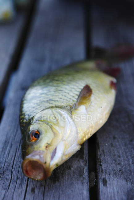 Carp out of water on wooden surface — Stock Photo
