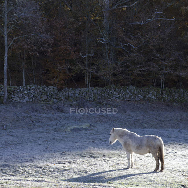 Caballo de pie en el prado nevado a la luz del sol - foto de stock
