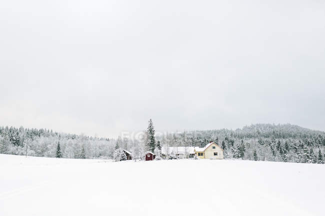 Пейзаж зимнего леса с домами на переднем плане — стоковое фото