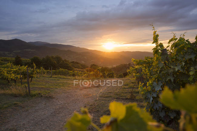 Vue paysage du vignoble sous un ciel nuageux au coucher du soleil — Photo de stock
