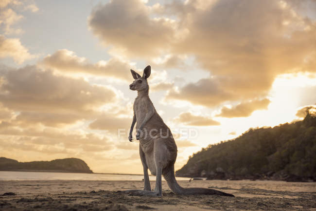 Känguru steht bei Sonnenuntergang auf Hinterbeinen am Strand — Stockfoto