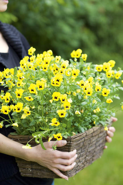 Female hands holding flower pot with pansies — Stock Photo