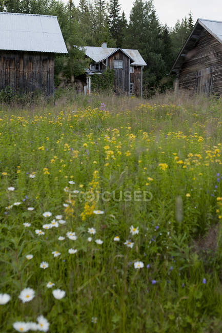 Holzhäuser und grünes Gras mit Blumen — Stockfoto