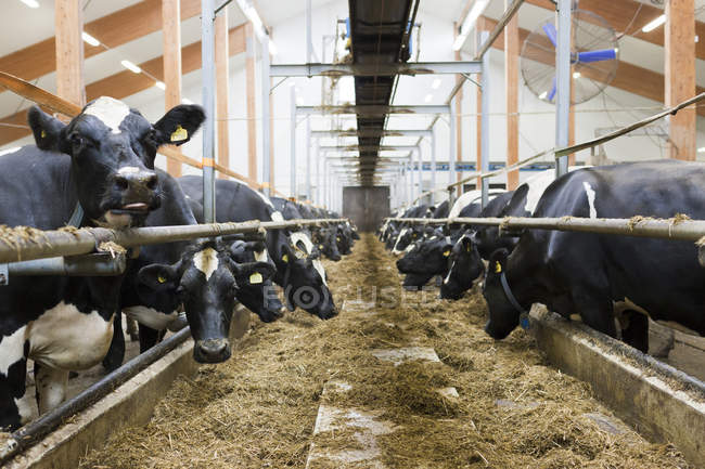Vaches dans la ferme laitière — Photo de stock