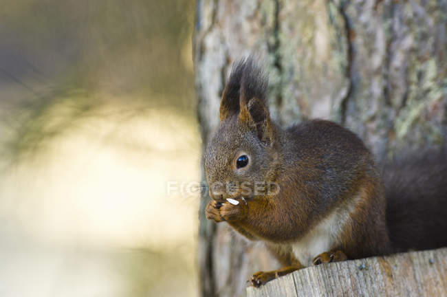Squirrel sitting on wooden pole with defocussed background — Stock Photo