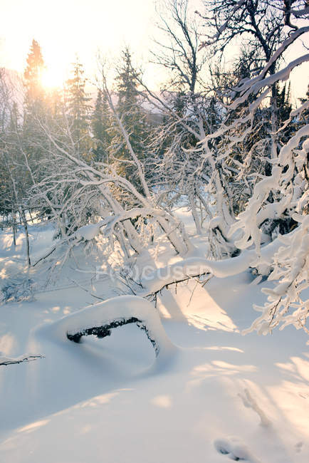 Árboles forestales cubiertos de nieve en la luz del amanecer - foto de stock