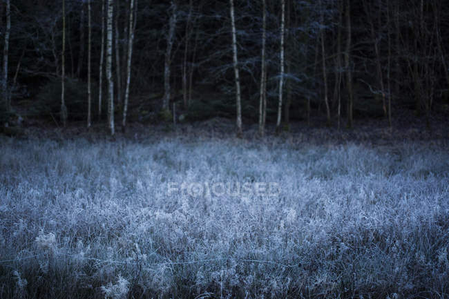Frost plantas cobertas no prado, floresta no fundo — Fotografia de Stock
