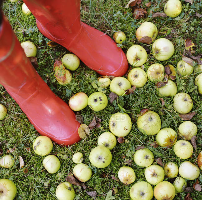 Жінка в червоних гумових чоботях стоїть серед яблук — стокове фото