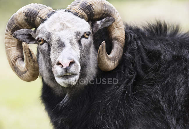 Vista frontal del carnero con fondo desenfocado - foto de stock