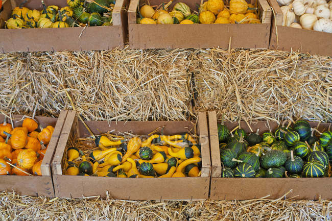 Elevated view of pumpkins and gourds in wooden boxes — Stock Photo
