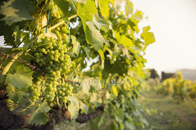 Nahaufnahme einer Traube grüner Trauben im Weinberg — Stockfoto
