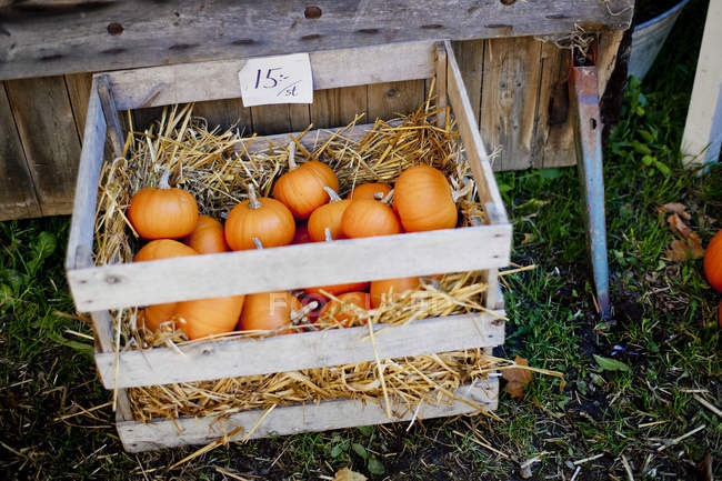 Elevated view of pumpkins with straw in wooden box — Stock Photo