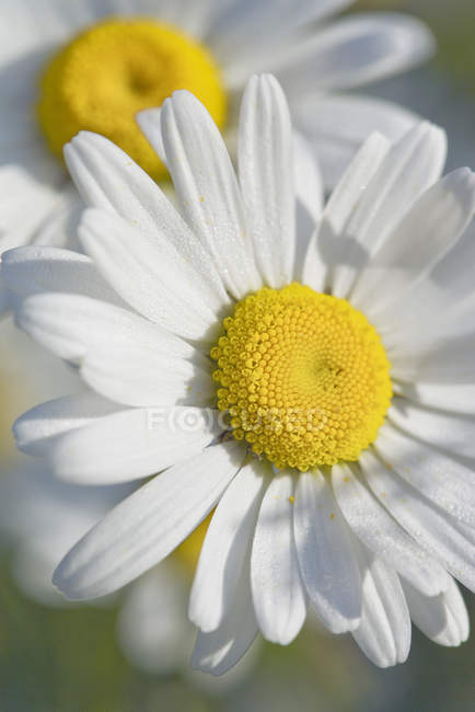 Close up shot of camomile flower — Stock Photo