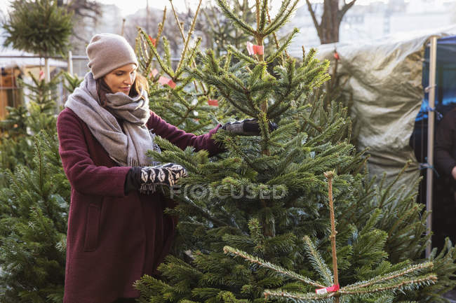 Frau wählt Weihnachtsbaum, Fokus auf den Vordergrund — Stockfoto