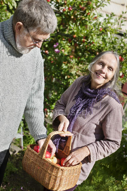 Seniorenpaar pflückt Äpfel zum Korb im Garten — Stockfoto