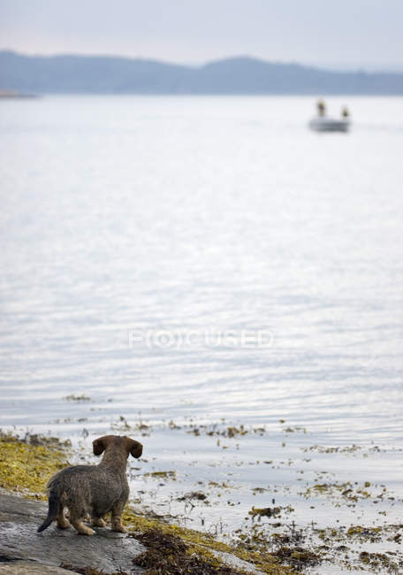 Rückansicht eines Hundes, der am Seeufer steht — Stockfoto