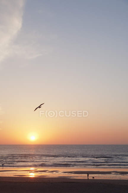 View of Biscay Bay with seagull in flight at sunset — Stock Photo
