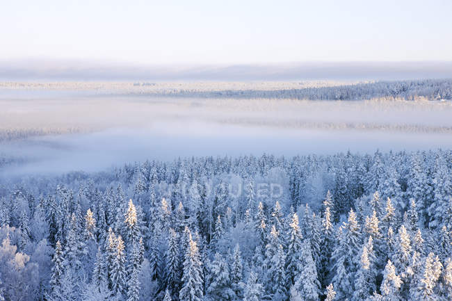 Vista aérea del bosque de pinos en invierno - foto de stock