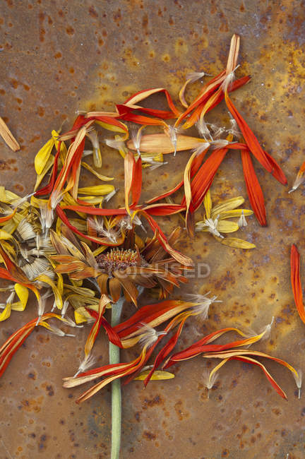 Composición de pétalos de flores descoloridas en la superficie metálica - foto de stock