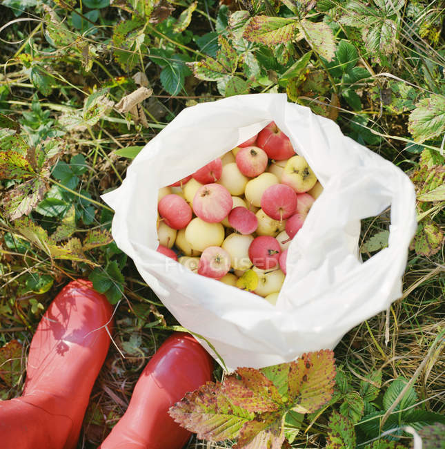 Elevated view of red rubber boots near apples in plastic bag — Stock Photo