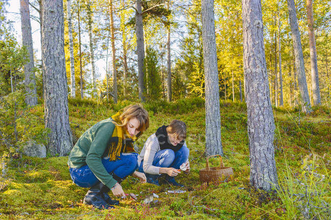 Две женщины собирают грибы в лесу — стоковое фото