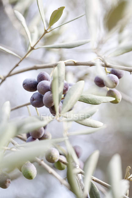 Primo piano delle olive sui rami degli alberi, attenzione differenziale — Foto stock
