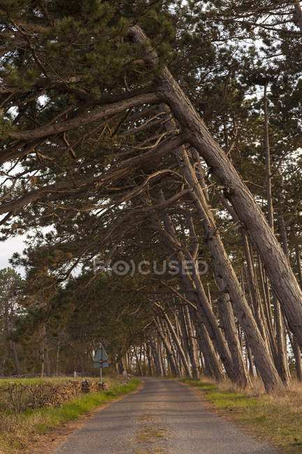 Вид на сільську дорогу, викладену деревами — стокове фото