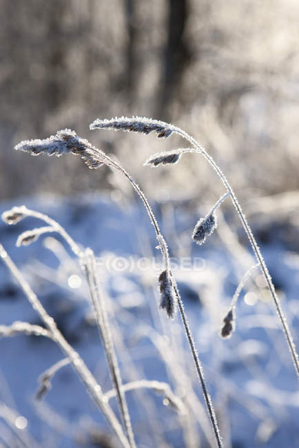 Nahaufnahme von Gras, das mit Frost bedeckt ist — Stockfoto