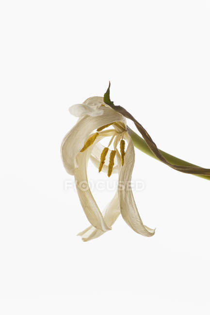 Fading tulip isolated on white background — Stock Photo