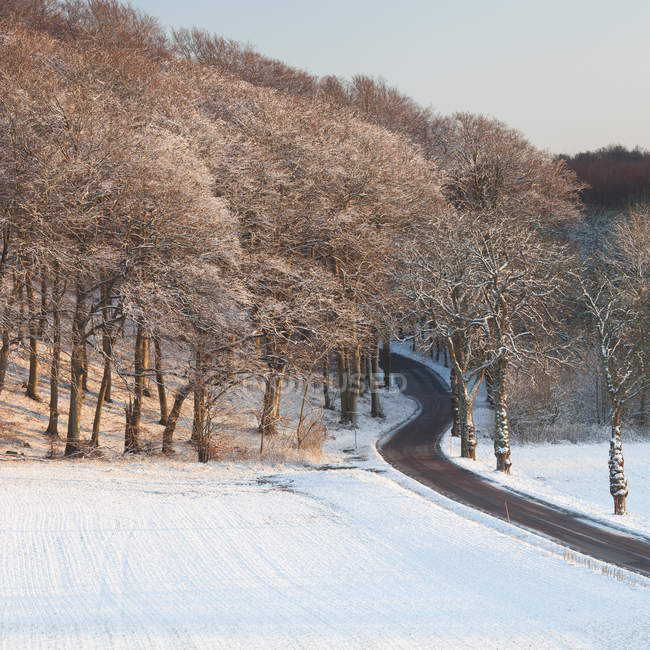 Route vide entourée d'arbres enneigés au lever du soleil — Photo de stock