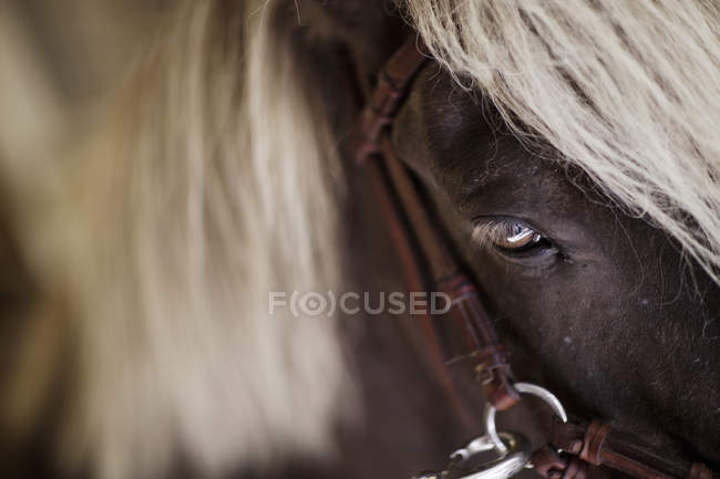 Close up shot of horse eye — Stock Photo
