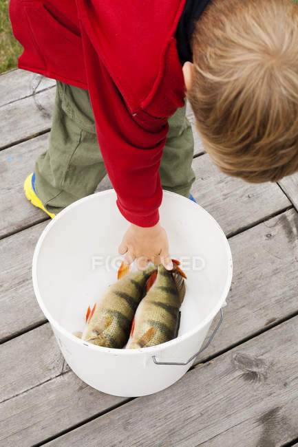 Мальчик трогает рыбу в ведре, избирательный фокус — стоковое фото