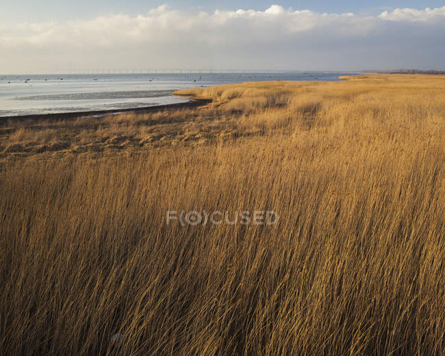 Vista de la costa cubierta de hierba a la luz del sol - foto de stock