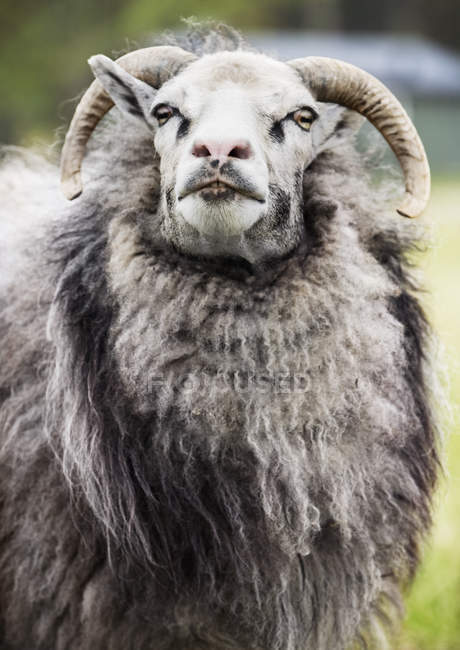 Front view of ram with defocussed background — Stock Photo