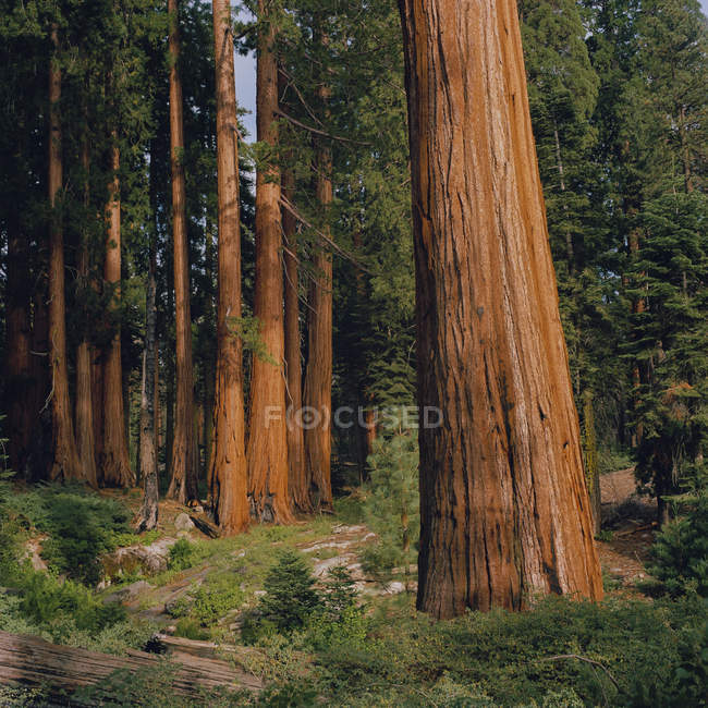 Vista panorâmica do parque nacional sequoia — Fotografia de Stock
