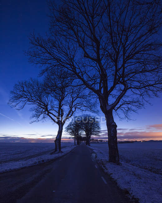 Straße gesäumt von kahlen Bäumen Silhouetten am Himmel bei Sonnenuntergang — Stockfoto