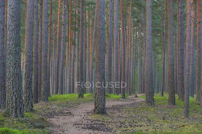 Pista de terra entre pinheiros e musgo na floresta — Fotografia de Stock