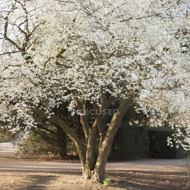 Vorderseite des Baumes mit weißer Blüte — Stockfoto
