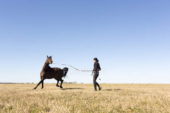 Жінка з одним конем на фермі — стокове фото