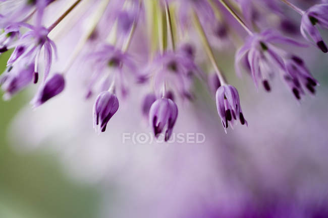Крупним планом вид на свіжі весняні квіти — стокове фото