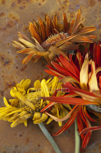 Composition of withering autumn flowers, close up shot — Stock Photo